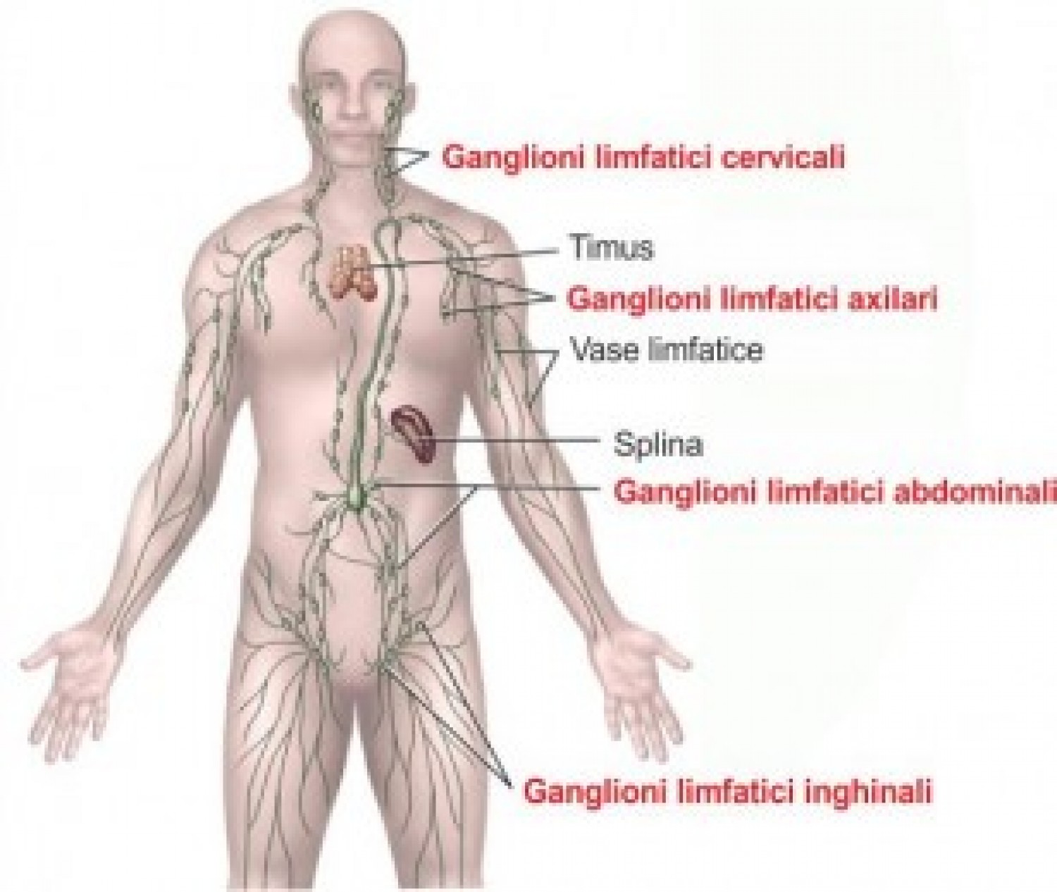 cancer sistem limfatic simptome)
