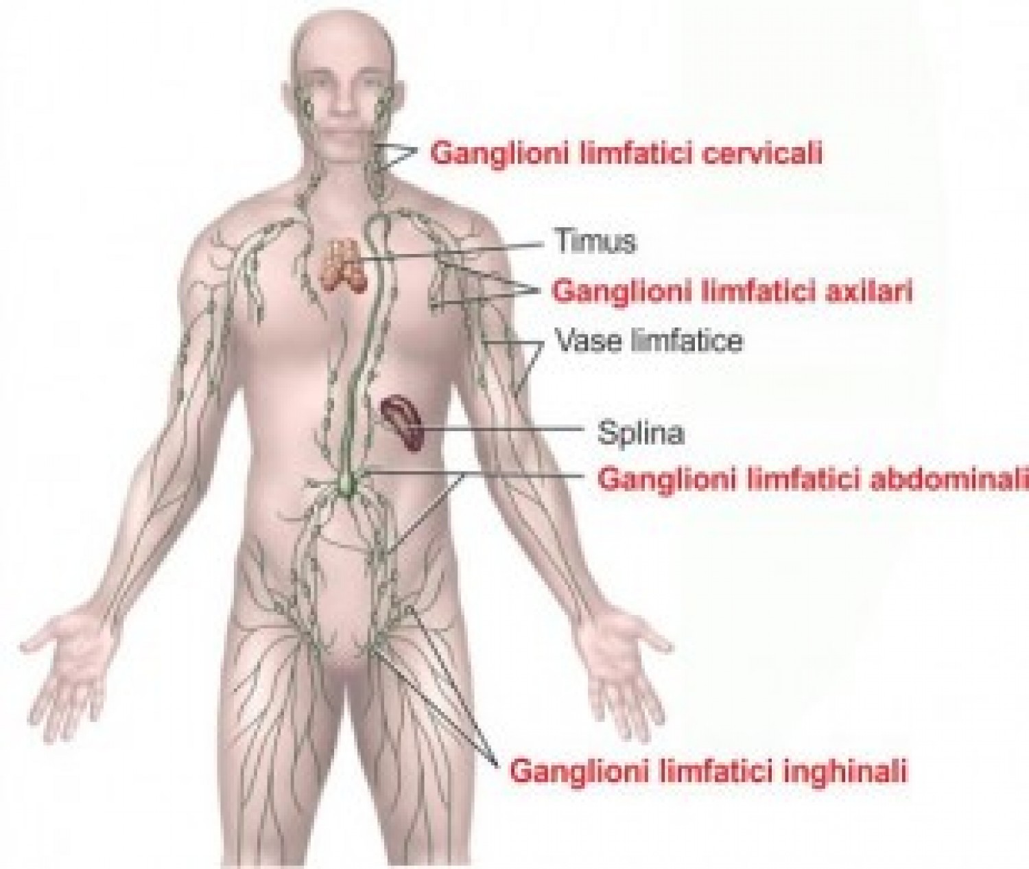 articulațiile sunt dureri ale ganglionilor limfatici